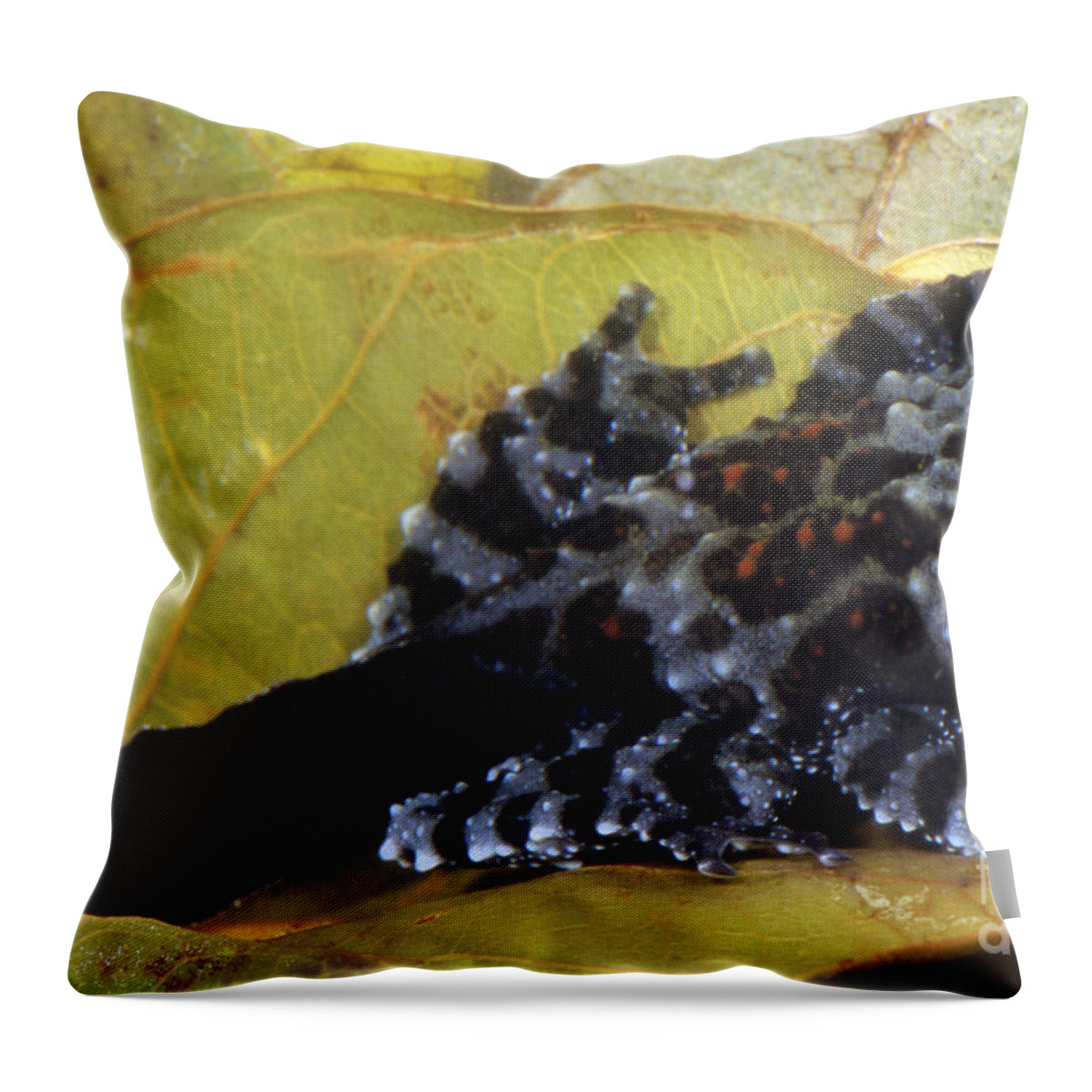 Nature Throw Pillow featuring the photograph Vietnamese Moss Frog #5 by Dante Fenolio