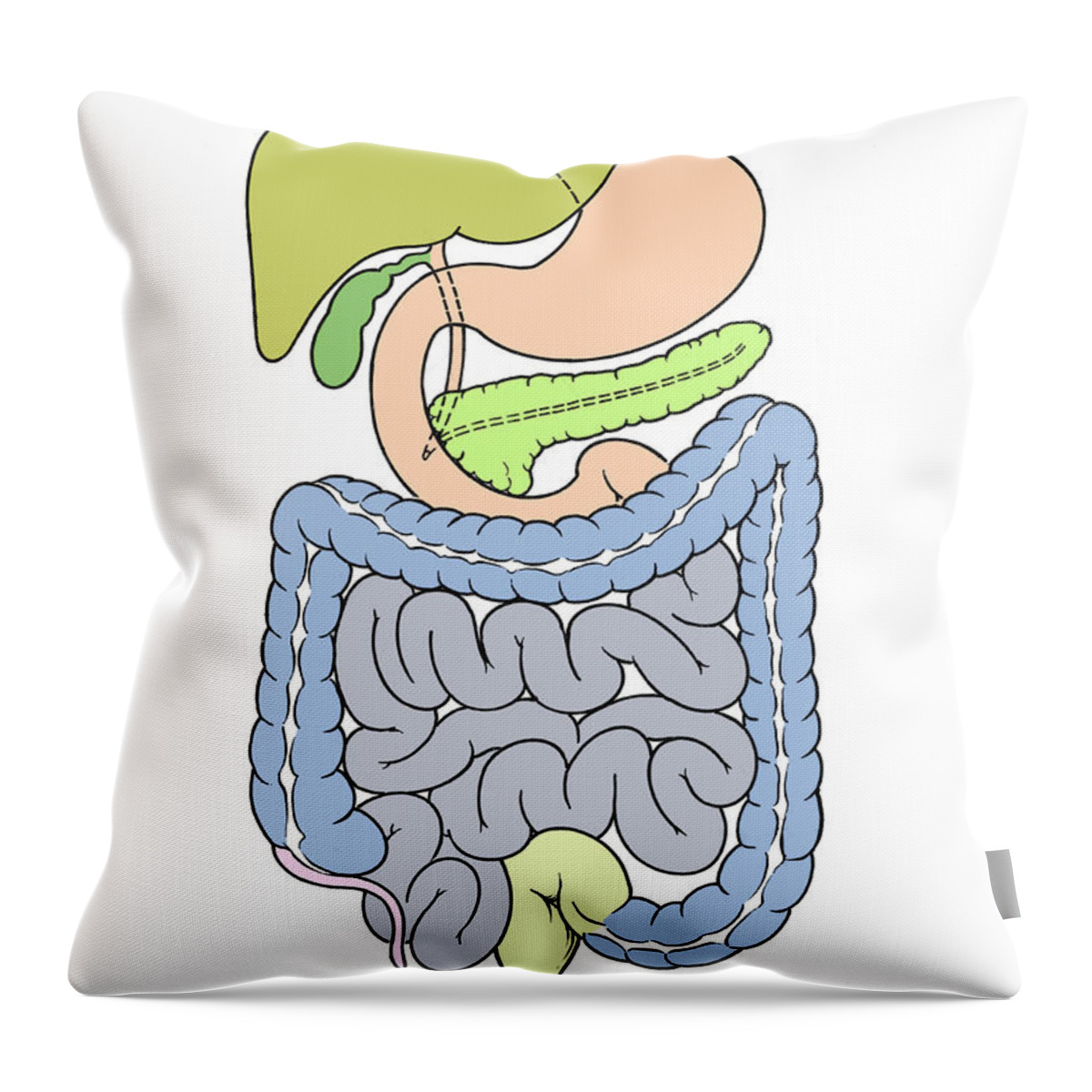 Anatomy Throw Pillow featuring the photograph Illustration Of Abdomen #7 by Science Source