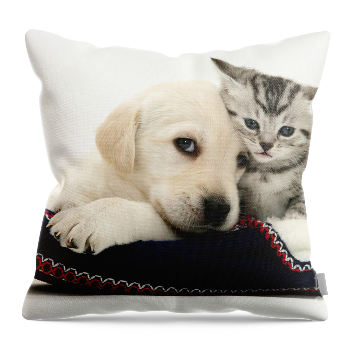 Goldador Throw Pillow featuring the photograph Puppy And Kitten #20 by Jane Burton