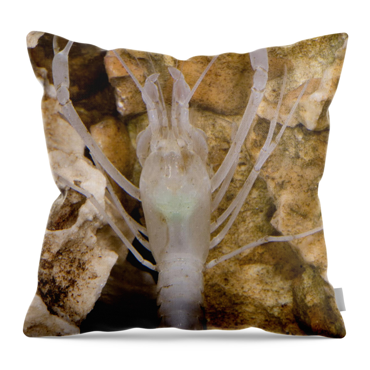Stygobitic Throw Pillow featuring the photograph Mclanes Cave Crayfish #8 by Dante Fenolio