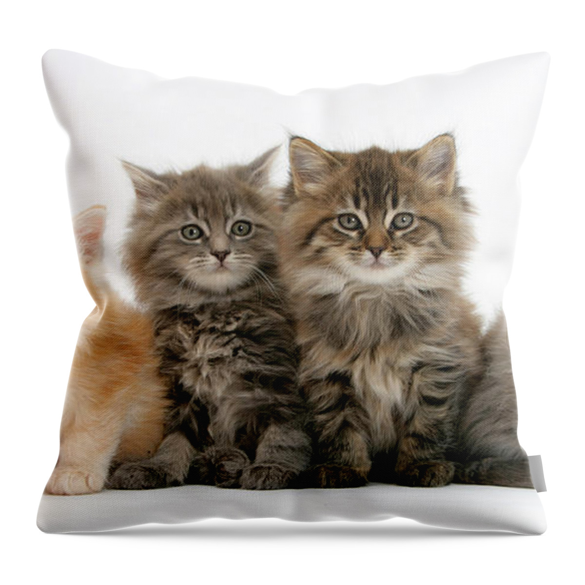 Animal Throw Pillow featuring the photograph Maine Coon Kittens #8 by Mark Taylor