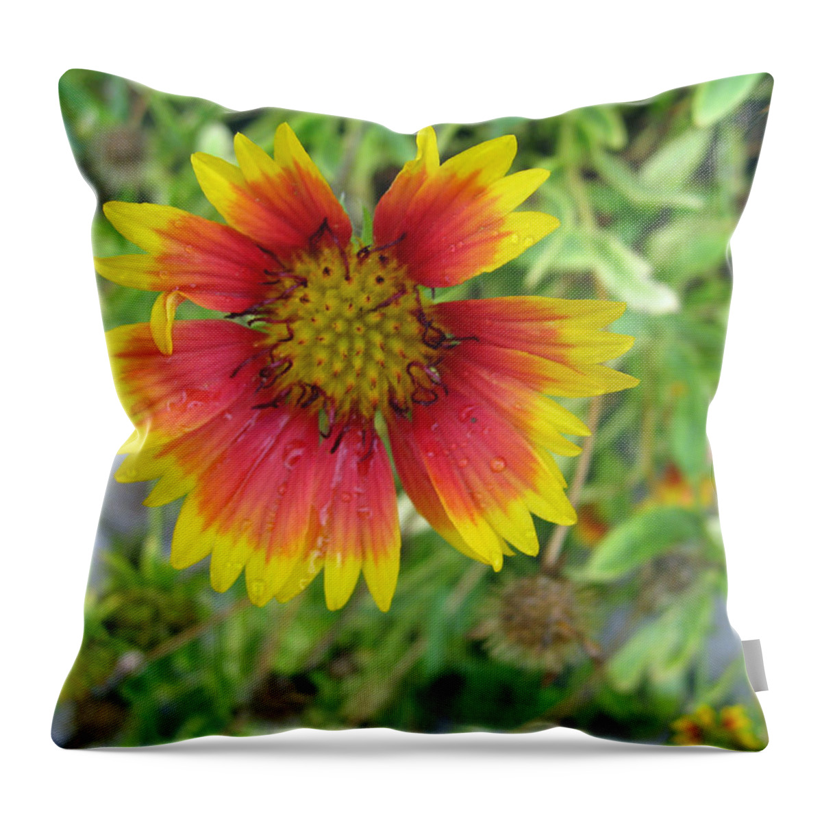 Flower Throw Pillow featuring the photograph A beautiful Blanket Flower by Ashish Agarwal