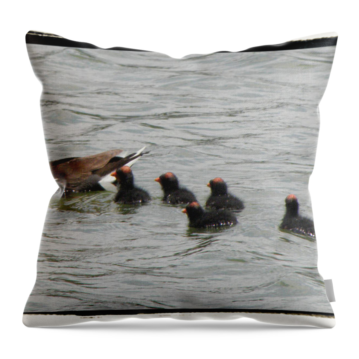 Moorehen Throw Pillow featuring the photograph A Family Of Red Tops by Kim Galluzzo