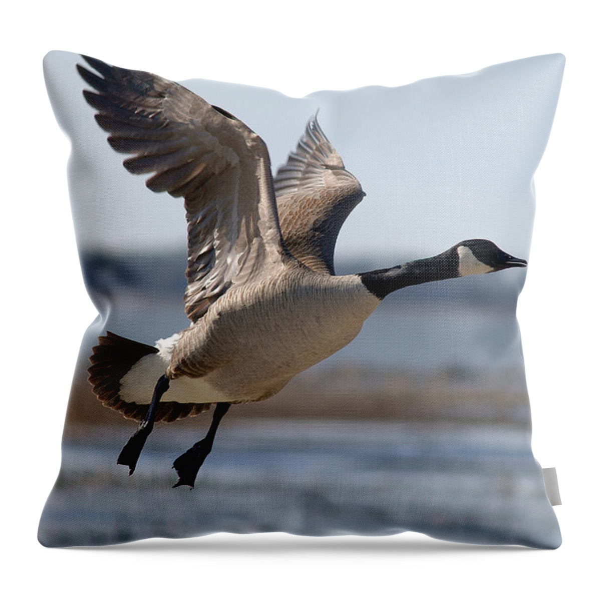 Geese Throw Pillow featuring the photograph A Goose Taking Off In Flight by Janice Adomeit