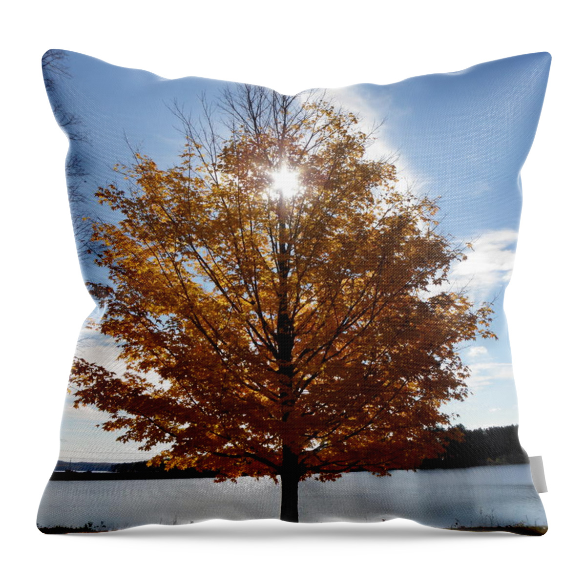 Tree Throw Pillow featuring the photograph A Magical Tree In The Fall by Kim Galluzzo