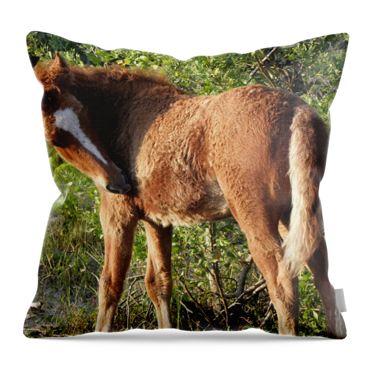 Foal Throw Pillow featuring the photograph A Perfect Foal by Kim Galluzzo
