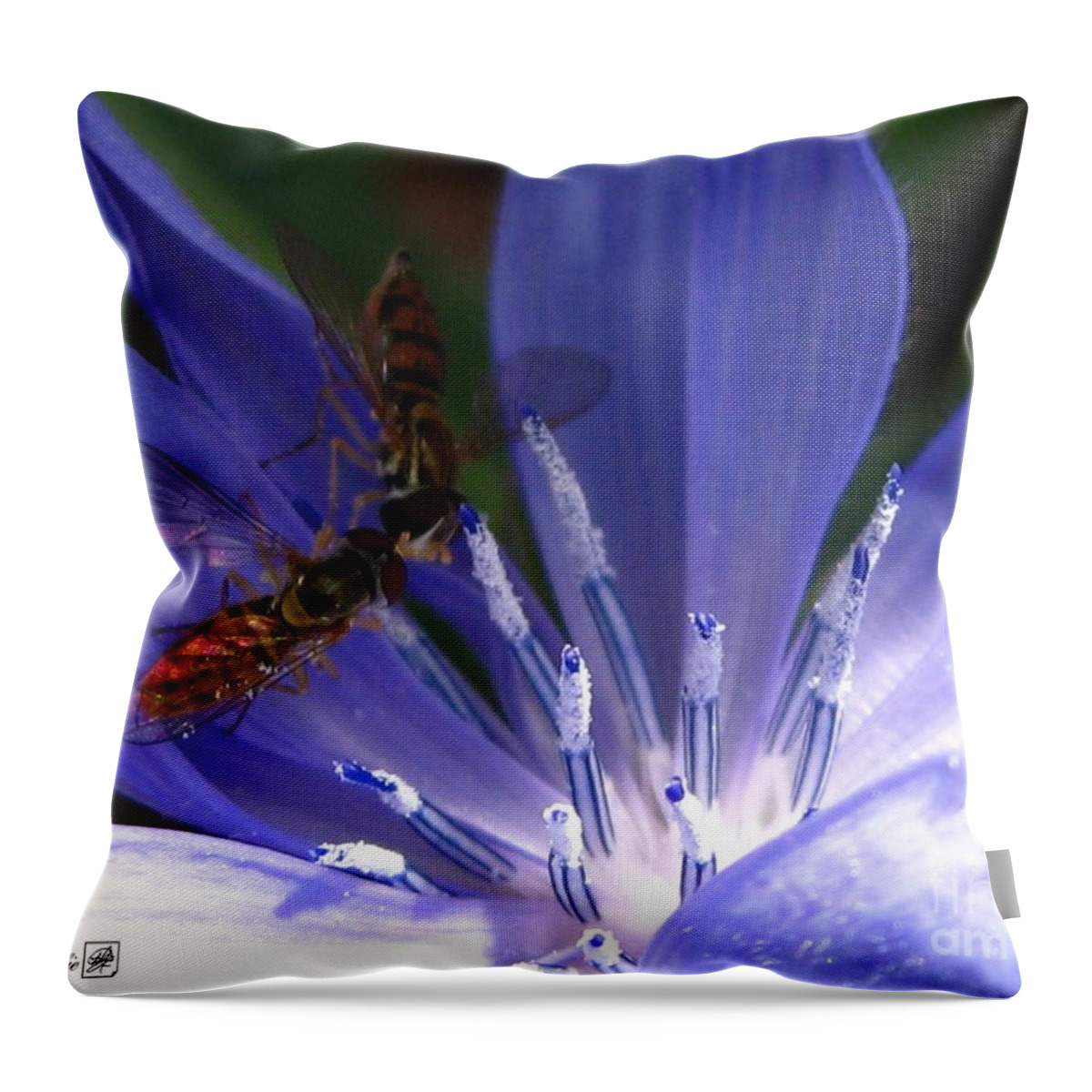 Chicory Throw Pillow featuring the photograph A Quiet Moment on the Chicory by J McCombie