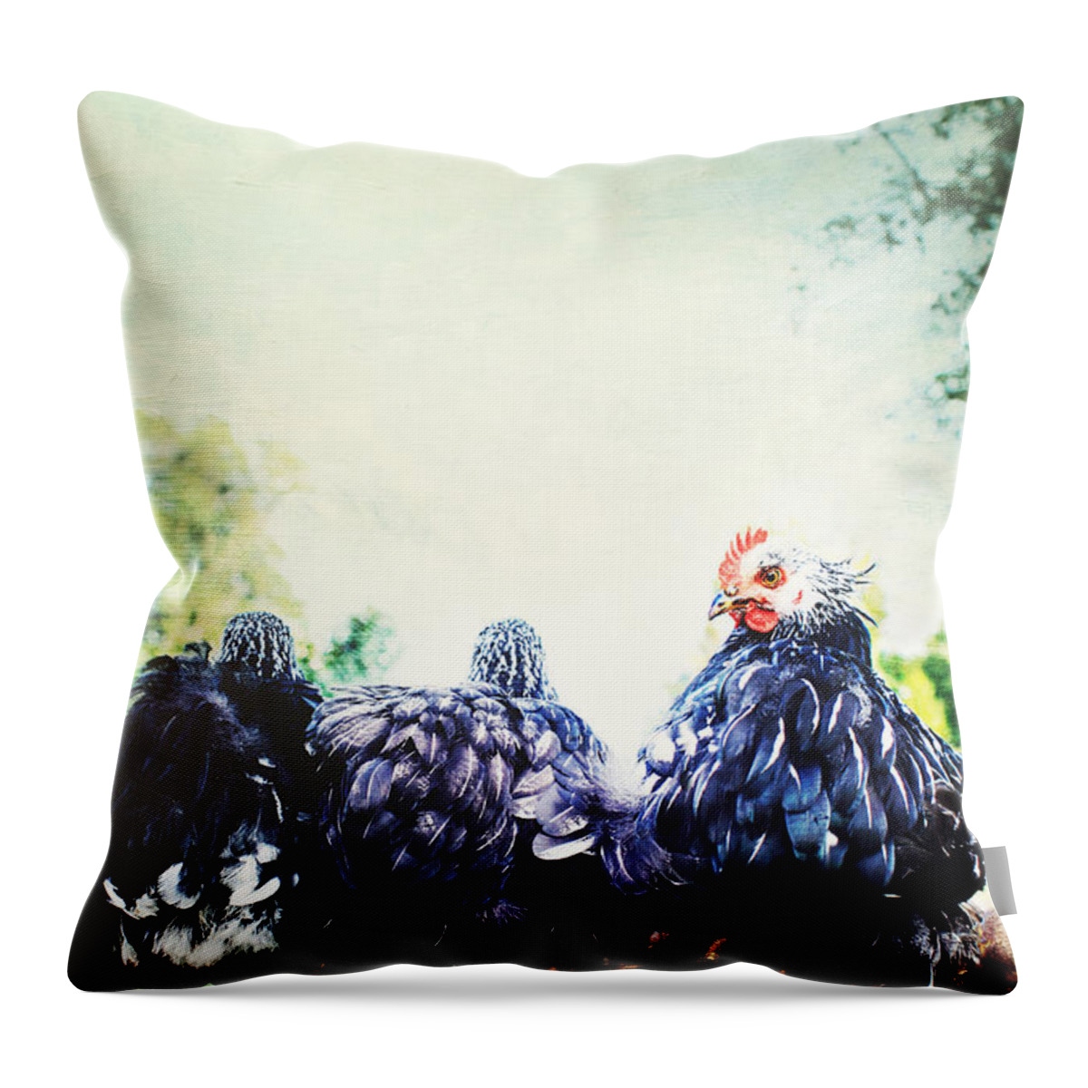 Black Throw Pillow featuring the photograph A Rooster and His Girls by Stephanie Frey