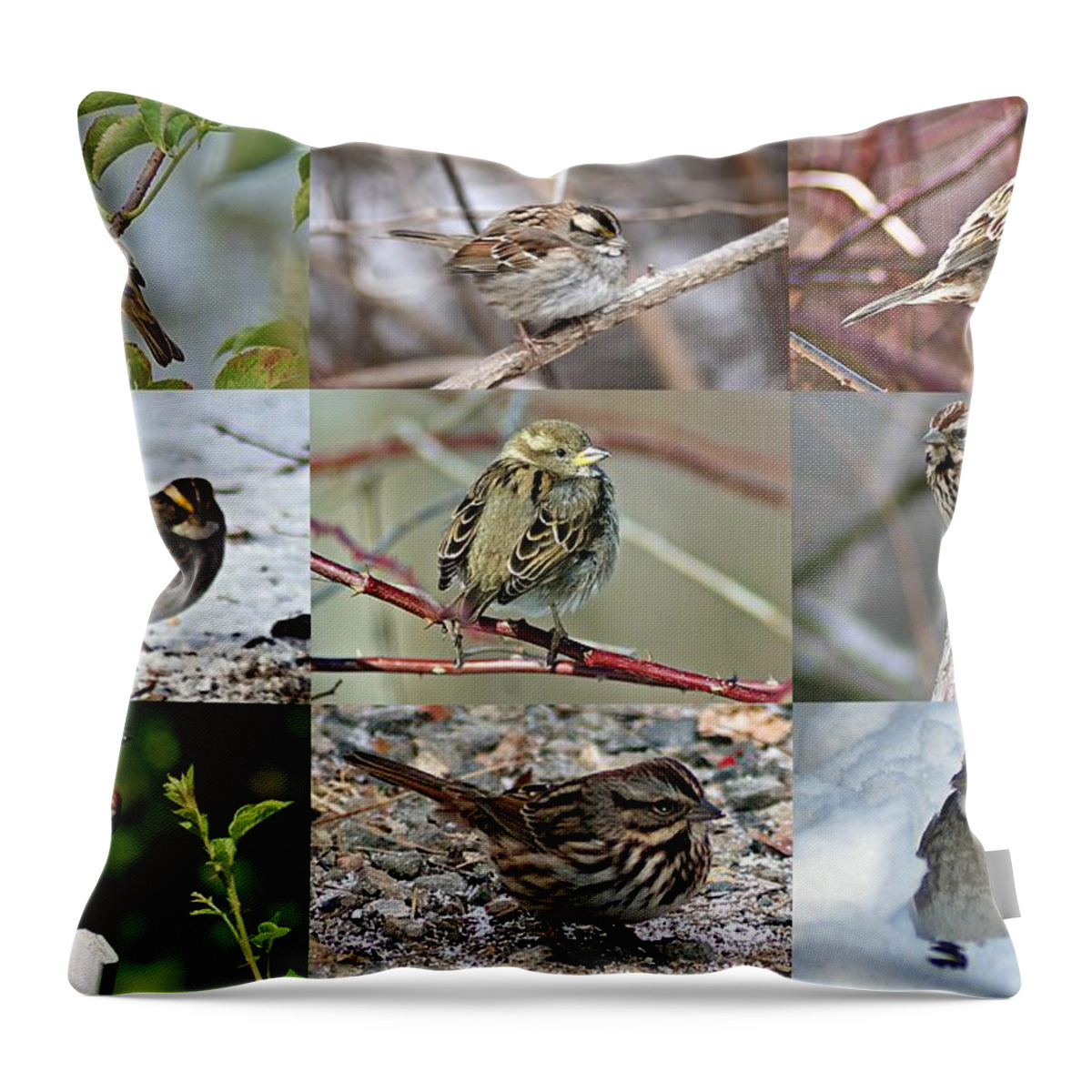 Sparrow Throw Pillow featuring the photograph A Study in Sparrows by Joe Faherty