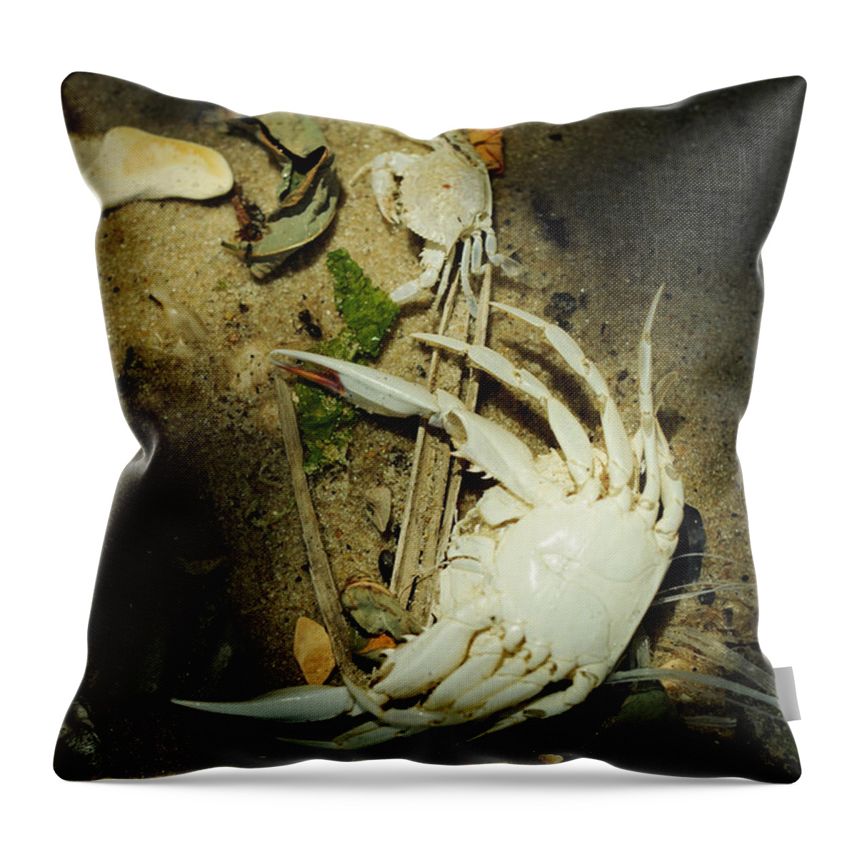 Blue Crab Throw Pillow featuring the photograph A Time to Shed by Rebecca Sherman