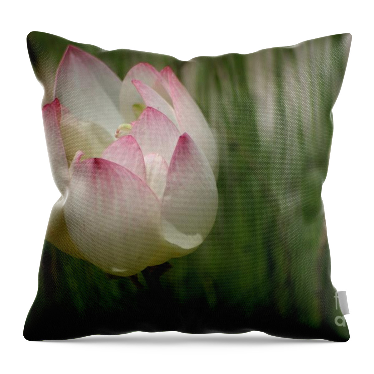 Flower Throw Pillow featuring the photograph A Touch Of Blush by Living Color Photography Lorraine Lynch