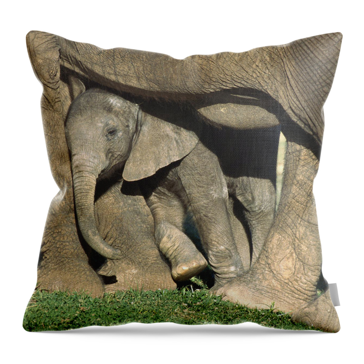 Affection Throw Pillow featuring the photograph African Elephant Loxodonta Africana by San Diego Zoo
