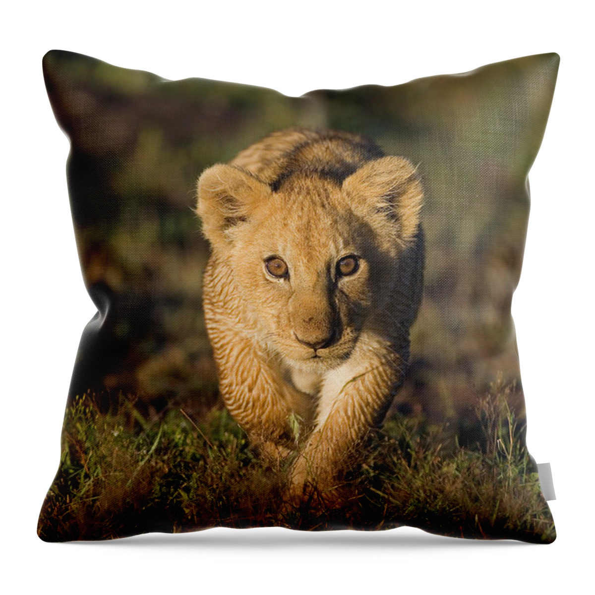 Mp Throw Pillow featuring the photograph African Lion Panthera Leo Cub, Masai by Suzi Eszterhas