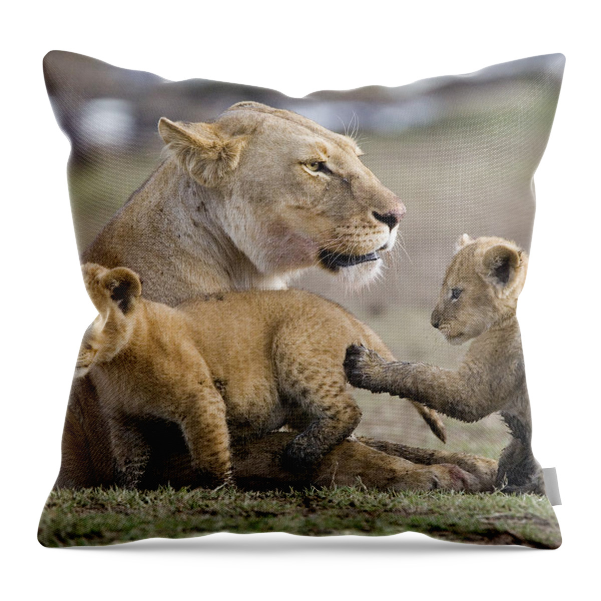 00761303 Throw Pillow featuring the photograph African Lion Playful Cubs With Mother by Suzi Eszterhas