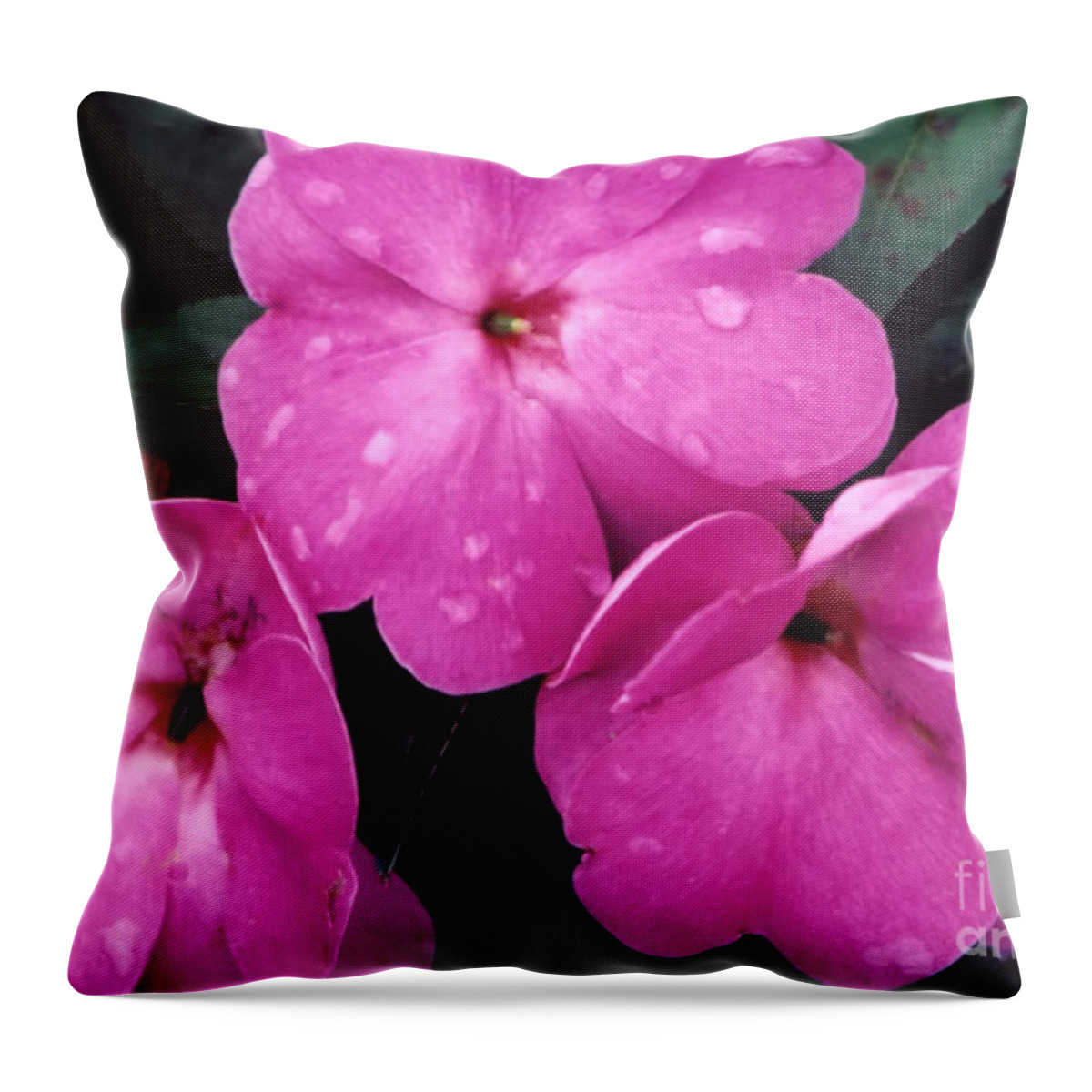 Nature Flower Inpatiens Walleriana Busy Lizzie Balsam Perennial Pink Petals Three Trio Rain Raindrops Moisture Dew Liquid Mist Sprinkle Leaves Green Outdoors Bloom; Throw Pillow featuring the photograph After The Rain by Susan Stevenson