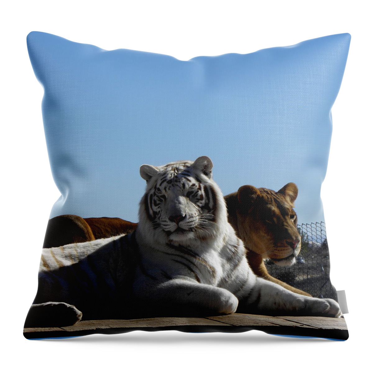 White Throw Pillow featuring the photograph Afternoon rest by Kim Galluzzo