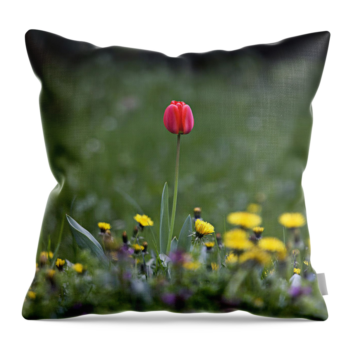 Tulip Throw Pillow featuring the photograph Alone by Raffaella Lunelli