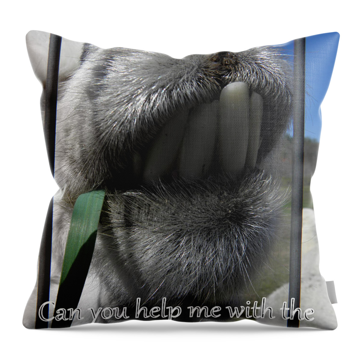Alpaca Throw Pillow featuring the photograph Alpaca funnies by Kim Galluzzo