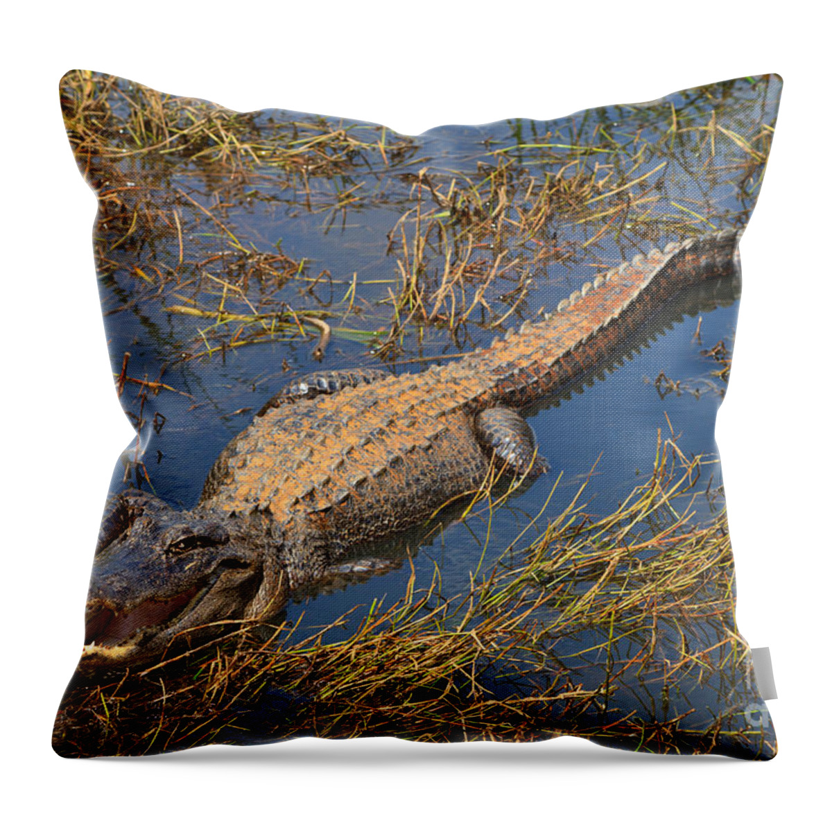 American Throw Pillow featuring the photograph American Alligator by Louise Heusinkveld
