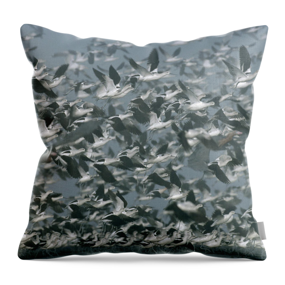 00171486 Throw Pillow featuring the photograph American Avocet Flock Erupting by Tim Fitzharris