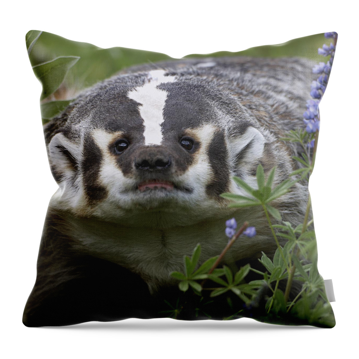 00177007 Throw Pillow featuring the photograph American Badger Amid Lupine by Tim Fitzharris