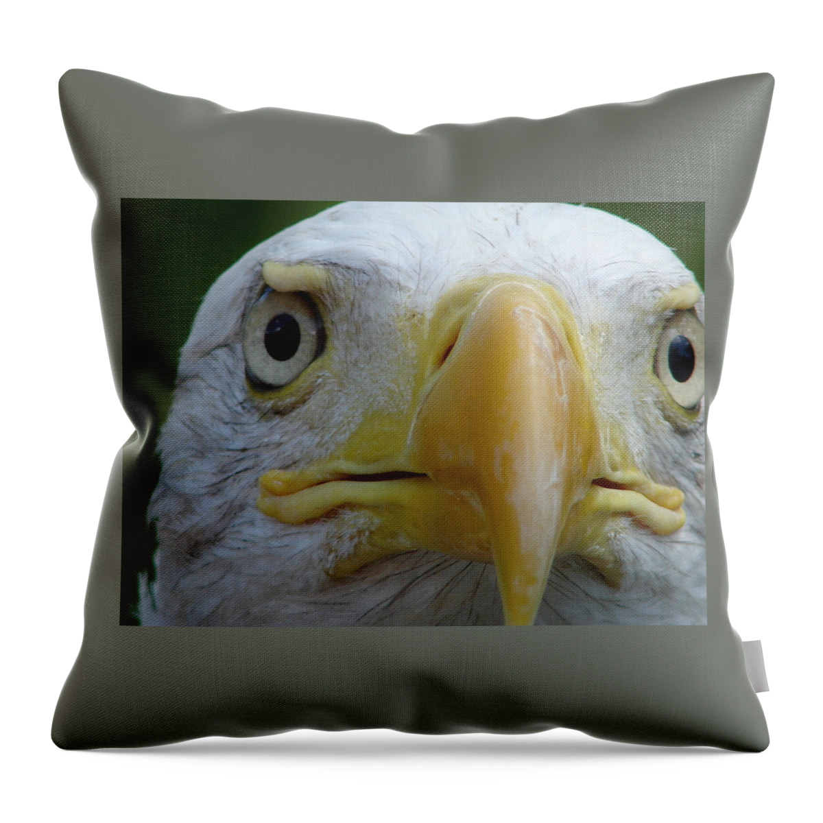 American Bald Eagle Throw Pillow featuring the photograph American Bald Eagle by Randy J Heath