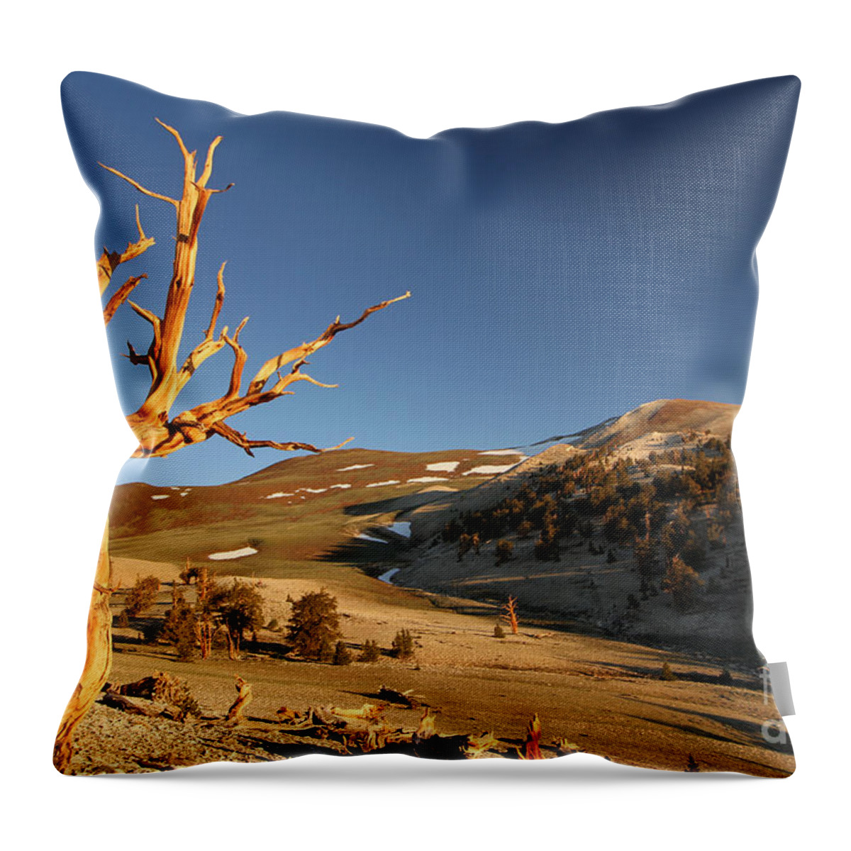 Bristlecone Pine Tree Throw Pillow featuring the photograph Ancient by Adam Jewell