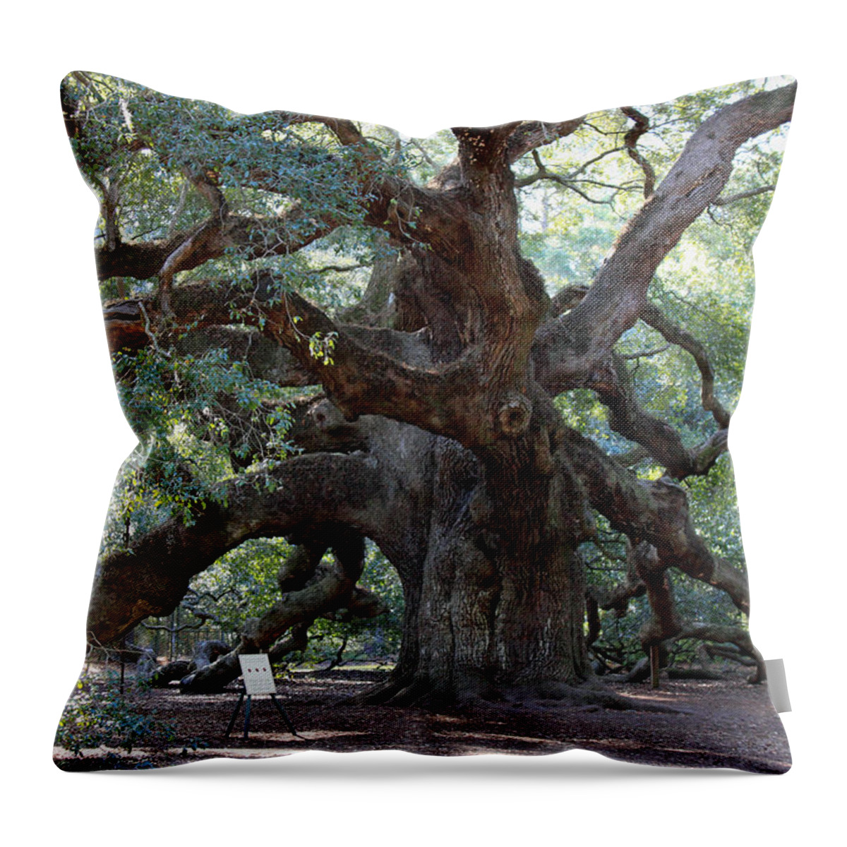 Angel Oak Throw Pillow featuring the photograph Angel Oak - Dont Climb or Carve on the Tree by Suzanne Gaff