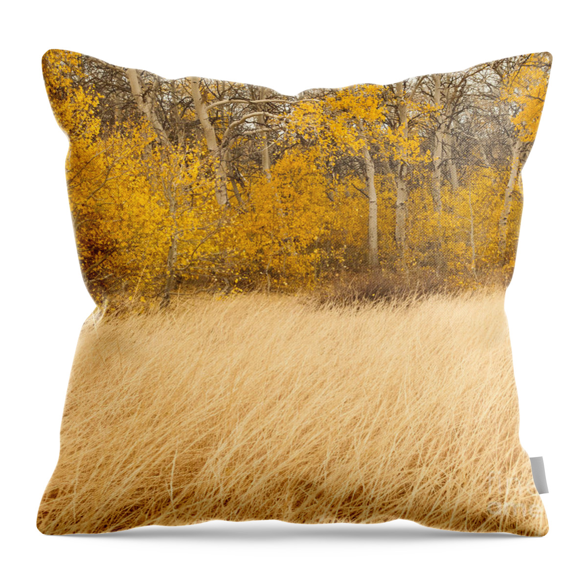 Aspen Trees Throw Pillow featuring the photograph Aspen and Grass by L J Oakes