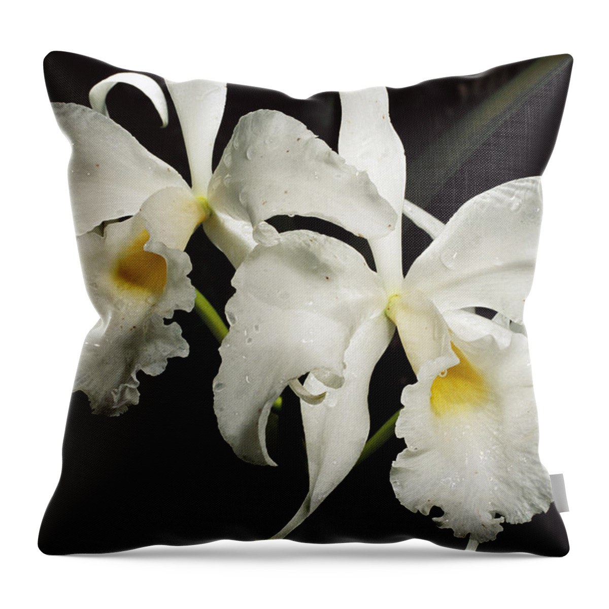 00750657 Throw Pillow featuring the photograph Atlantic Forest Orchid Brazil by Mark Moffett