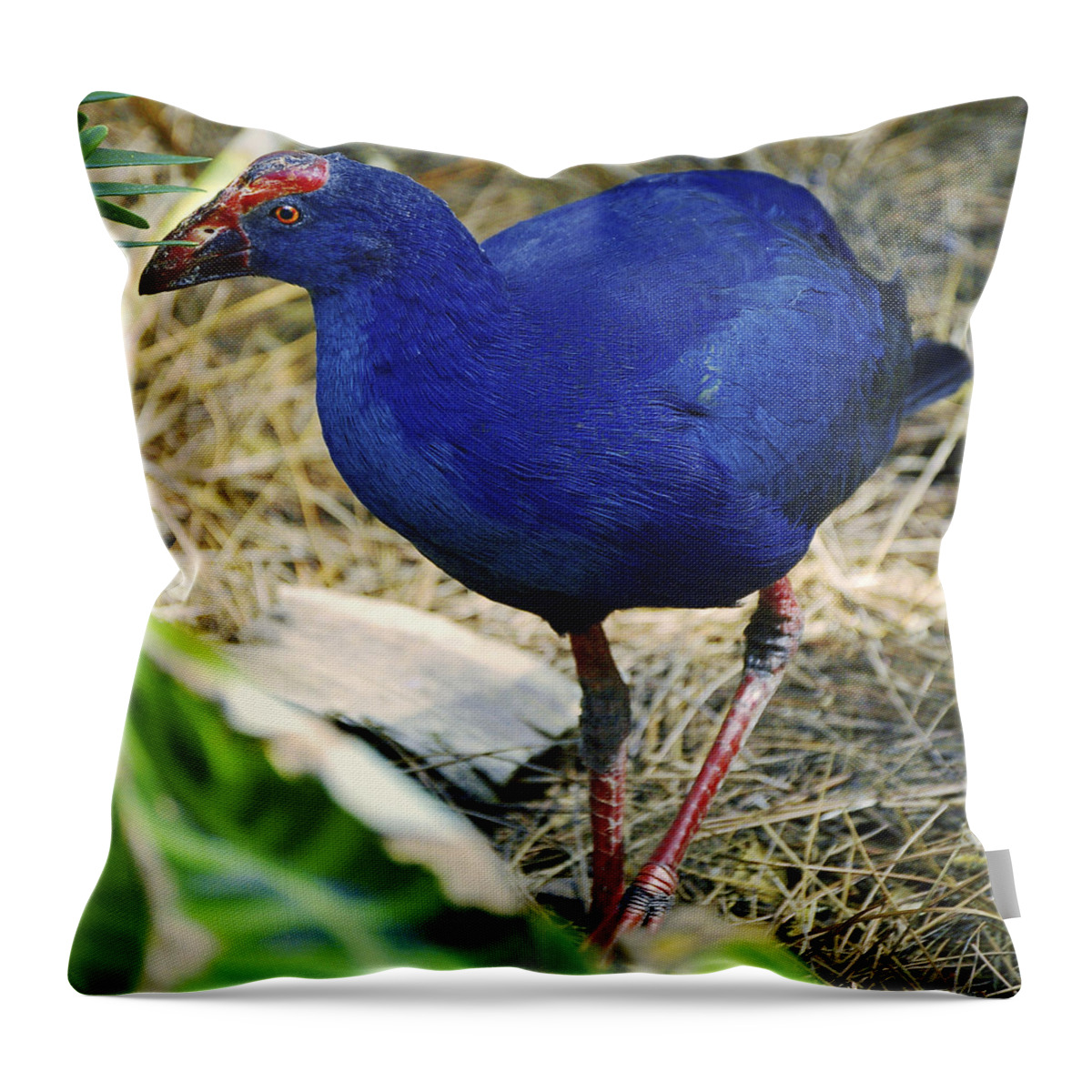 Bird Throw Pillow featuring the photograph Australian Swamp Hen by Donna Proctor