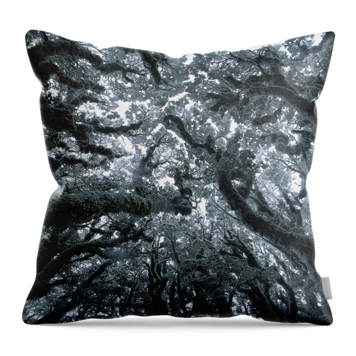Hhh Throw Pillow featuring the photograph Autumn Snow On Beech Trees, Routeburn by Colin Monteath