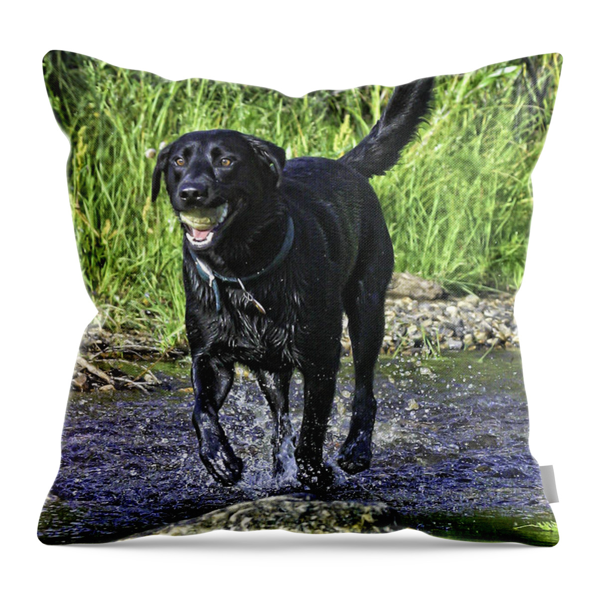 Dog Throw Pillow featuring the photograph Avalanche at Play 2 by Fred J Lord