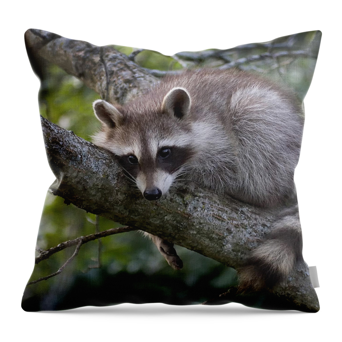 Raccoon Throw Pillow featuring the photograph Baby Bandit by Don Anderson