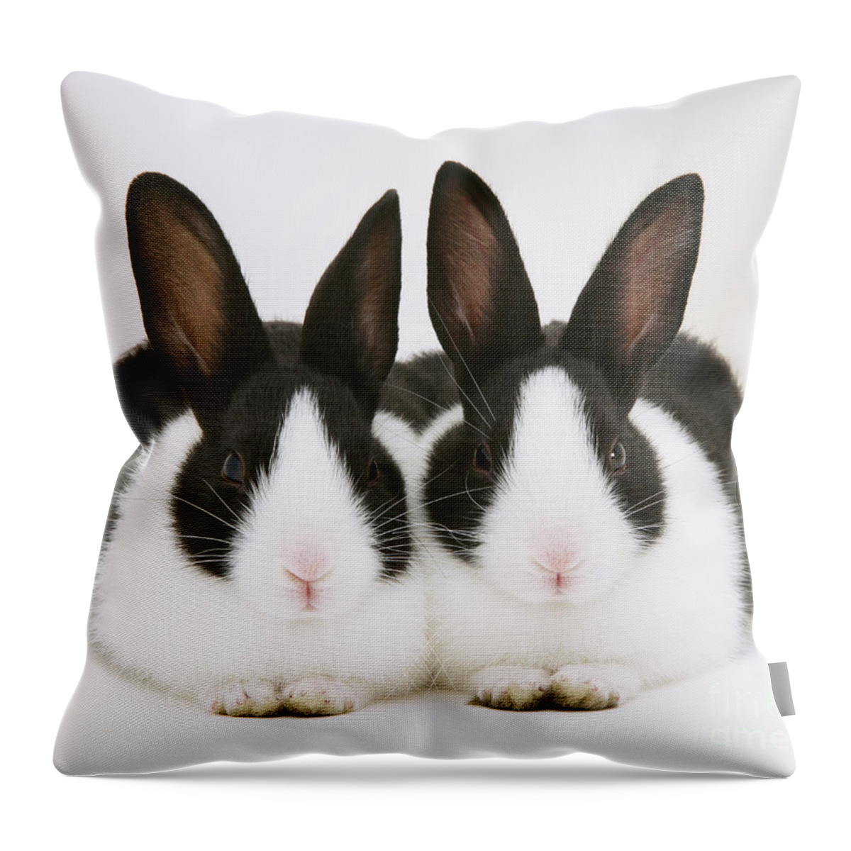 Black-and-white Dutch Rabbit Throw Pillow featuring the photograph Baby Black-and-white Dutch Rabbits by Jane Burton