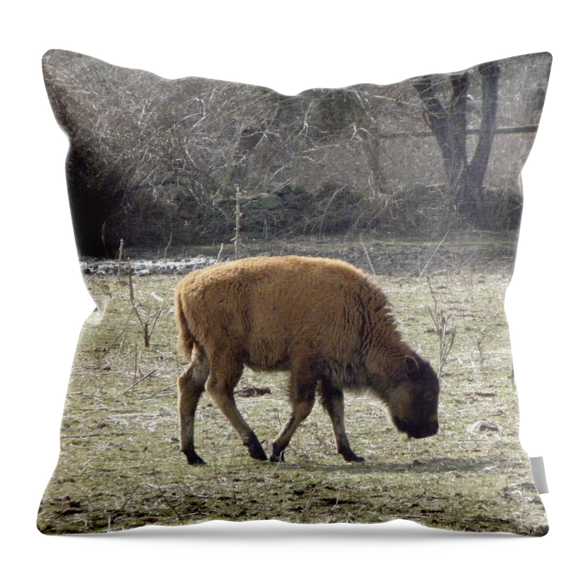 Buffalo Throw Pillow featuring the photograph Baby Buffalo by Kim Galluzzo