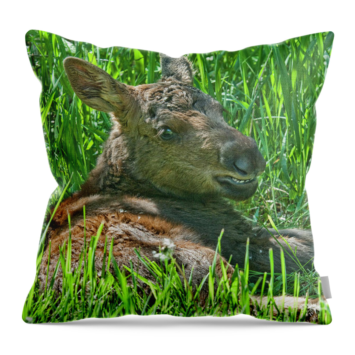 Moose Baby Throw Pillow featuring the photograph Baby Moose by Gary Beeler