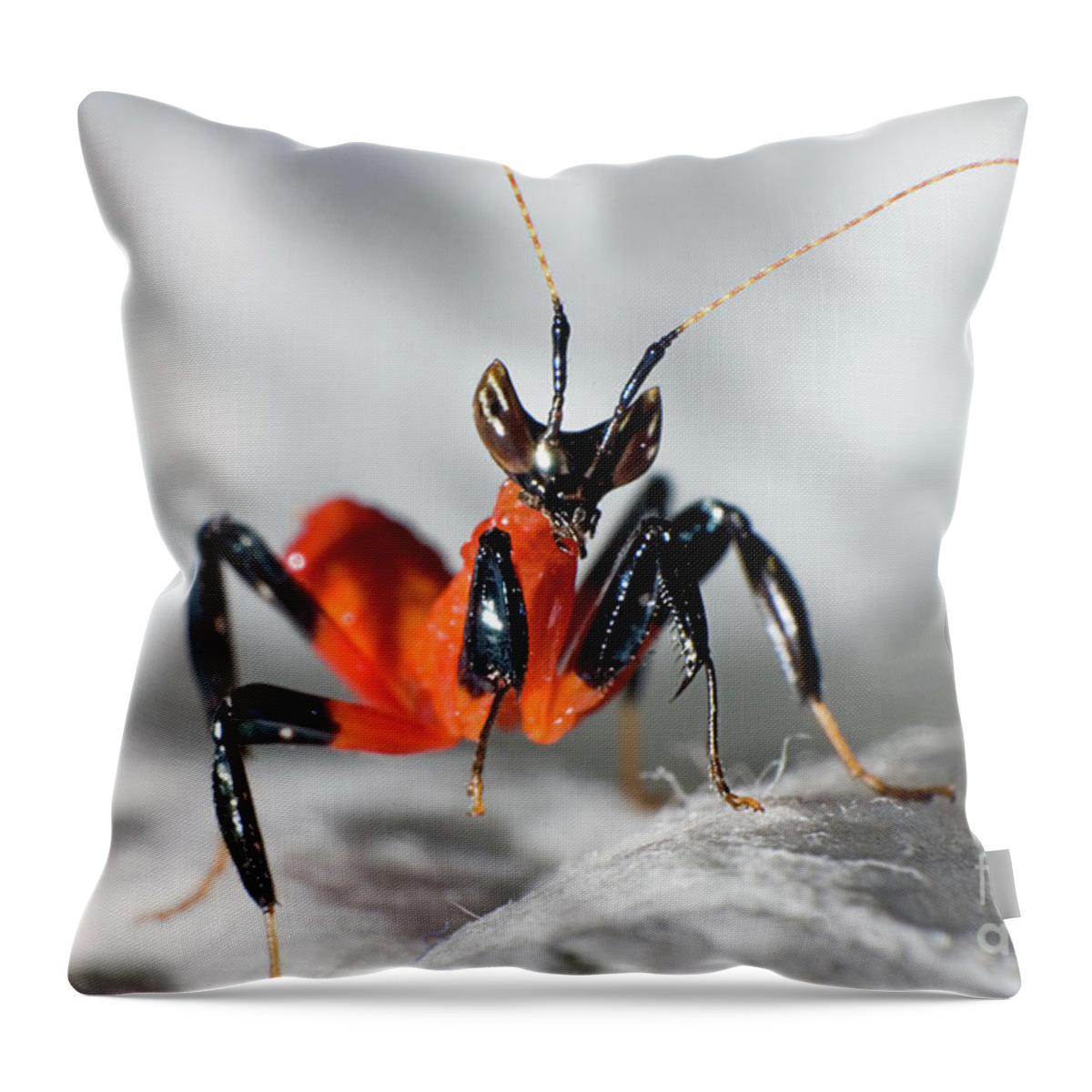Animals Throw Pillow featuring the photograph Baby Orchid Praying Mantis by Joerg Lingnau