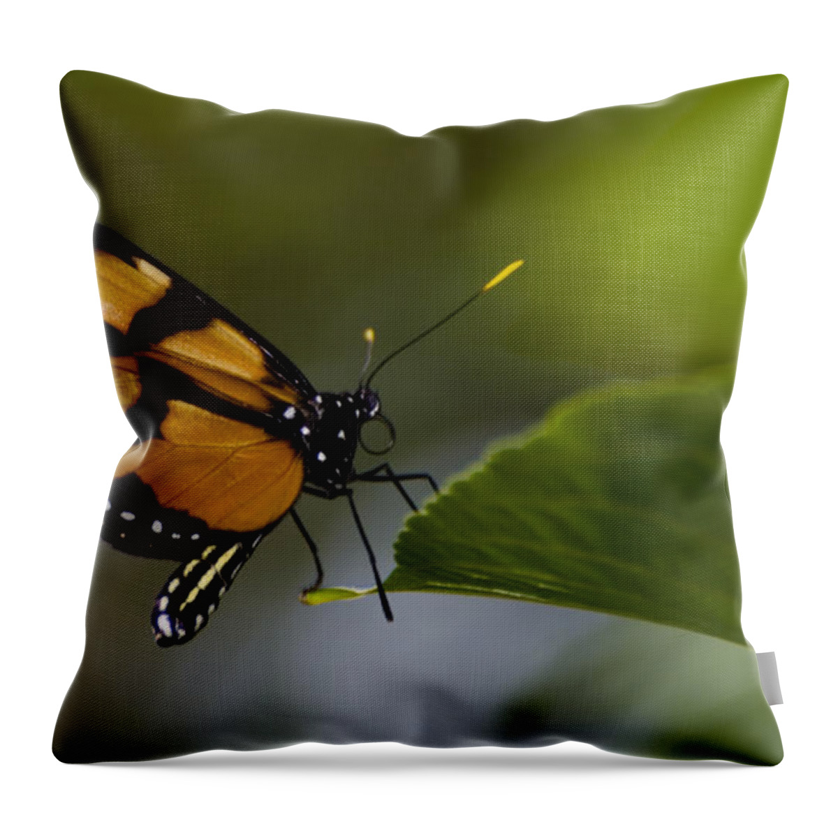 Butterfly Throw Pillow featuring the photograph Balancing Act by Heather Applegate