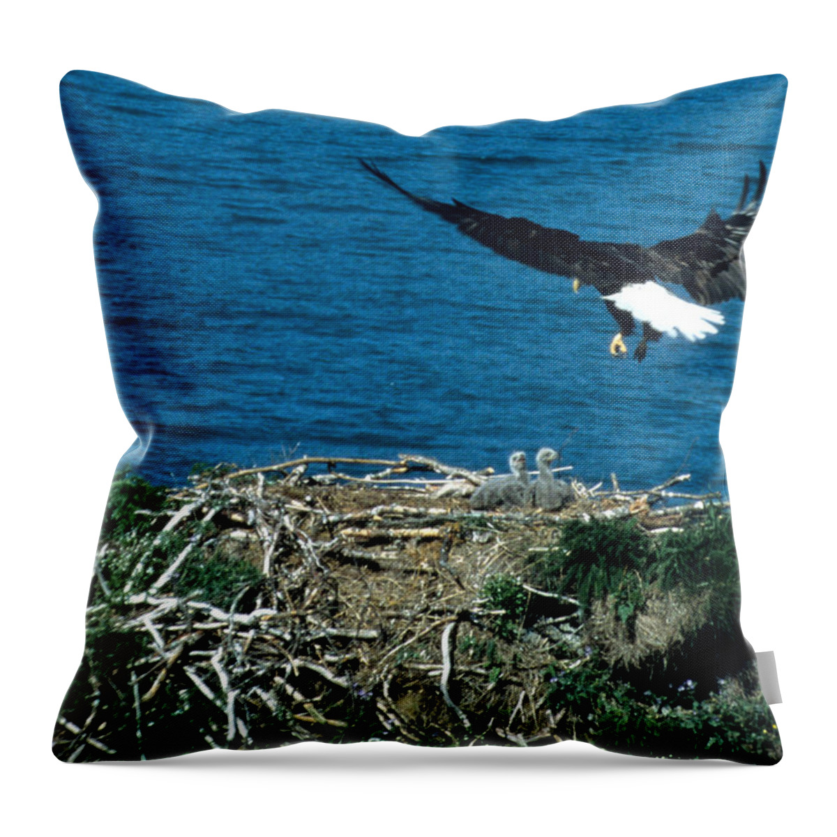 Bald Eagle Throw Pillow featuring the photograph Bald Eagle and Chicks by Larry Allan