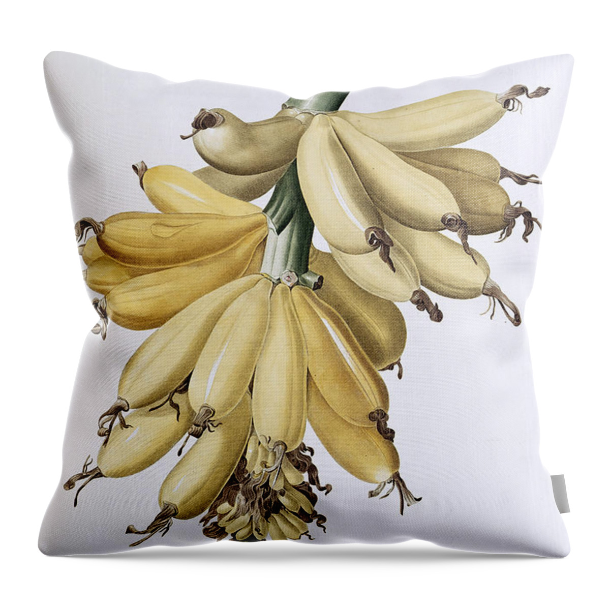 Banana Throw Pillow featuring the painting Banana by Pierre Joseph Redoute