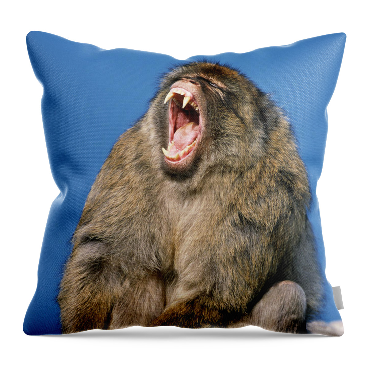 00281370 Throw Pillow featuring the photograph Barbary Macaque Yawning by Martin Woike