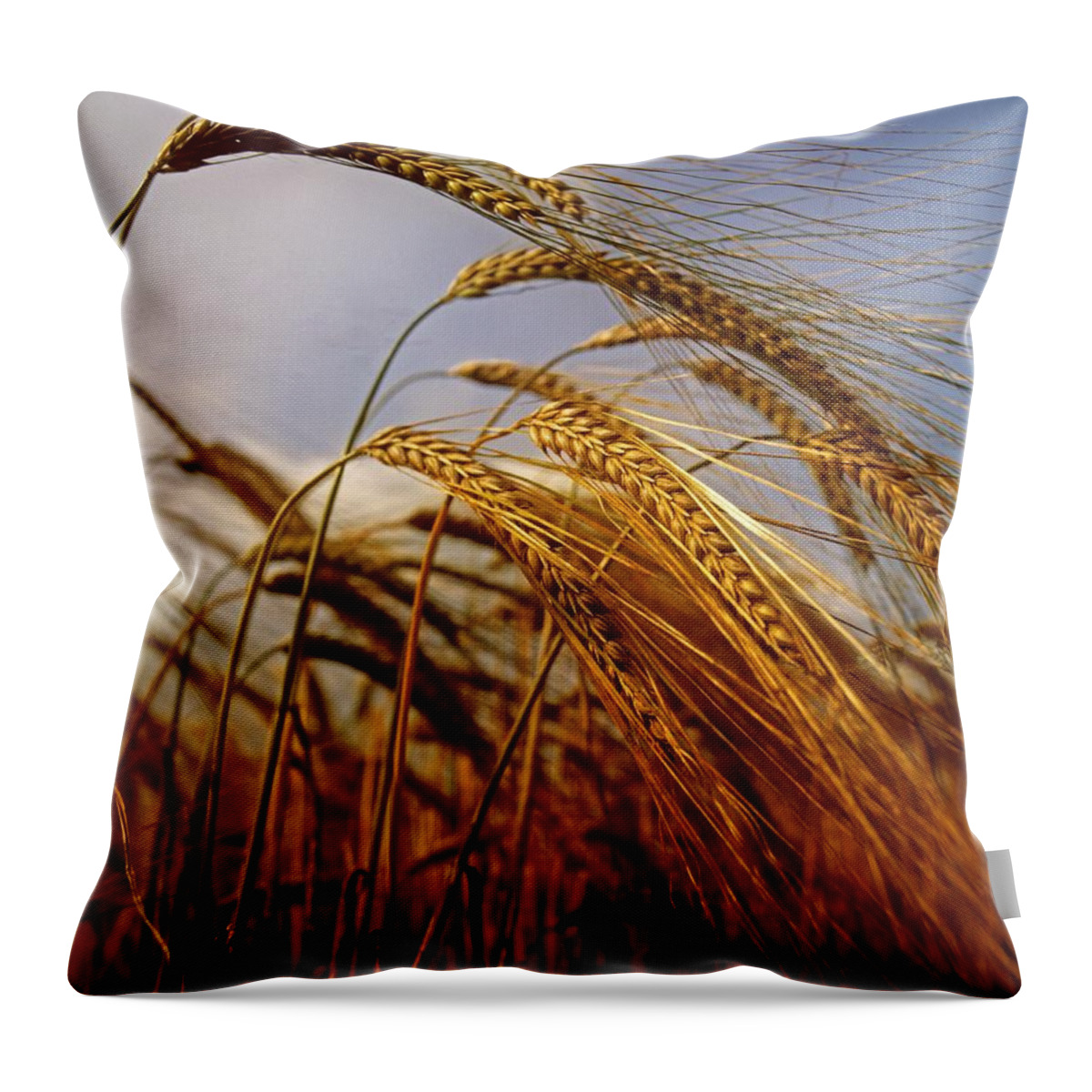 Barley Throw Pillow featuring the photograph Barley, Co Meath, Ireland by The Irish Image Collection 