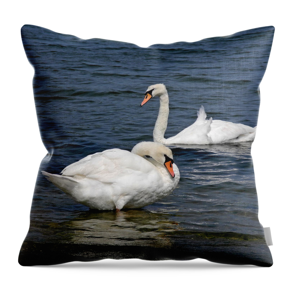 Swan Throw Pillow featuring the photograph Bathing Beauties by Lynda Lehmann