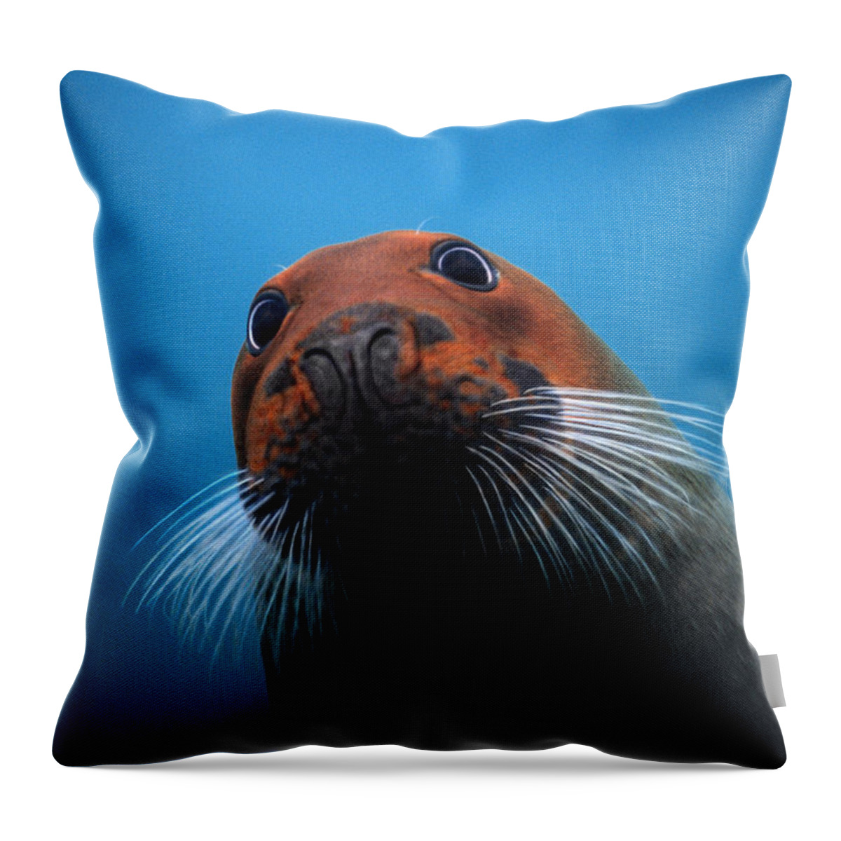 00123496 Throw Pillow featuring the photograph Bearded Seal With Head Stained Red by Flip Nicklin