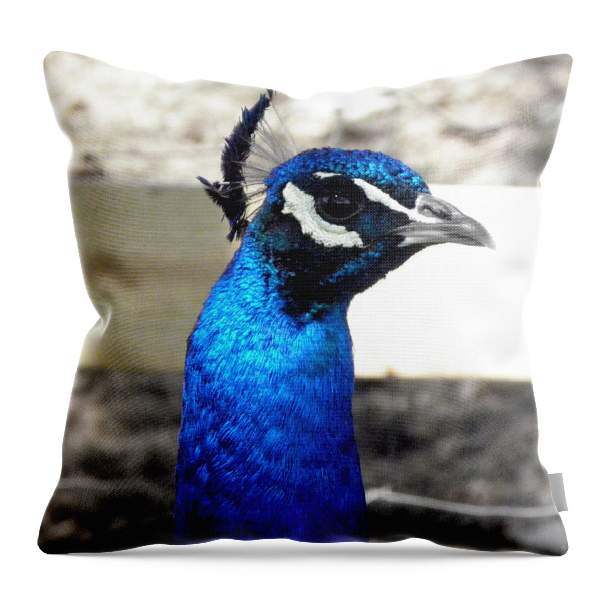 Peacock Throw Pillow featuring the photograph Beautiful blues by Kim Galluzzo