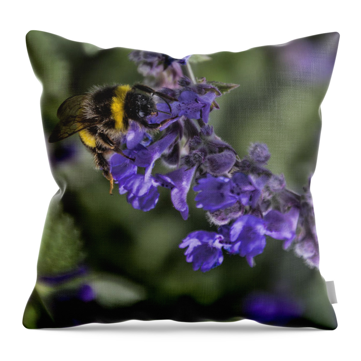 Bee Throw Pillow featuring the photograph Bee by David Gleeson