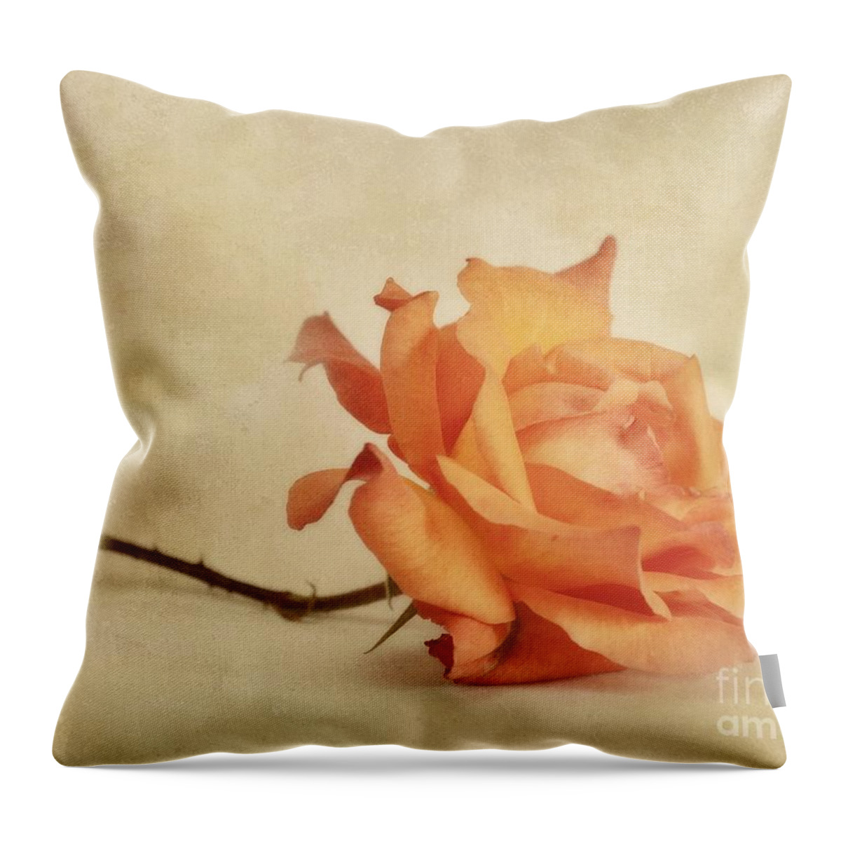 Rose Throw Pillow featuring the photograph Bellezza by Priska Wettstein
