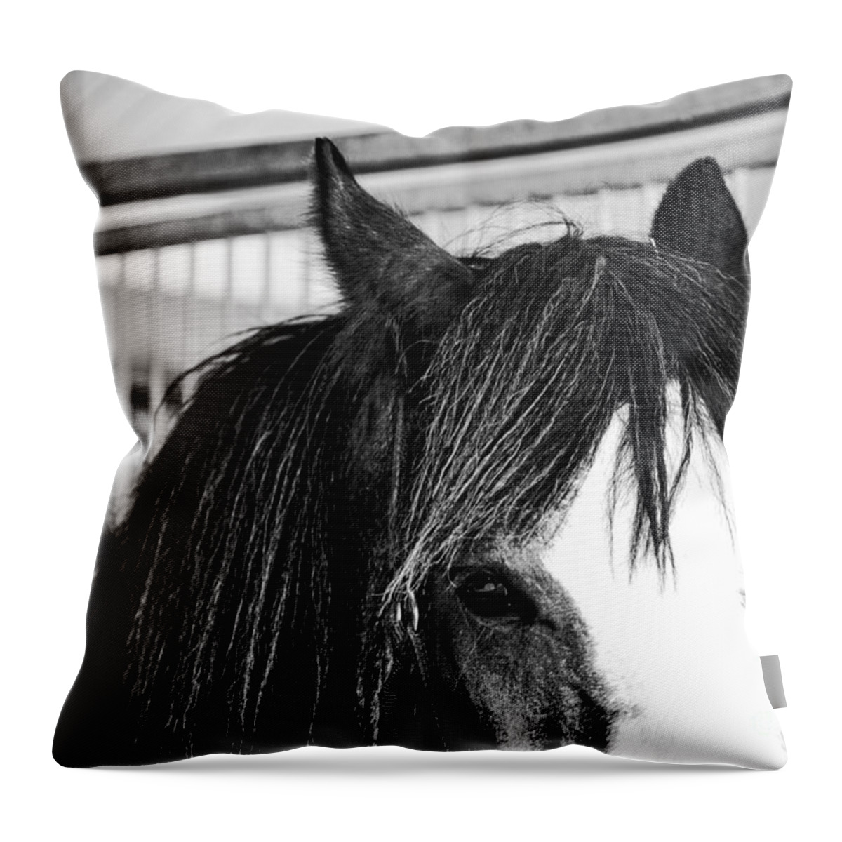 Horse Throw Pillow featuring the photograph Best Friend by Traci Cottingham
