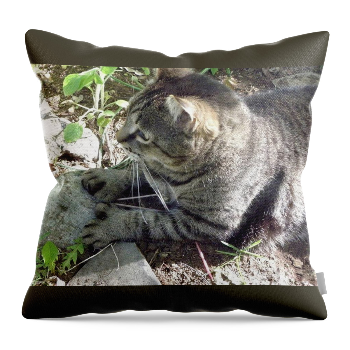 Cat Throw Pillow featuring the photograph Big Foot by Kim Galluzzo